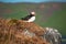 Iceland, Northern Europe, puffin, bird, birdwatching, Dyrholaey, nature reserve, climate change