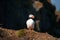 Iceland, Northern Europe, puffin, puffins, bird, birdwatching, Dyrholaey, nature reserve, climate change