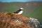 Iceland, Northern Europe, puffin, puffins, bird, birdwatching, Dyrholaey, nature reserve, climate change