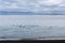 Iceland, Northwest Coast, Huna Fjord, Black Sand Beach View, overcast autumn day, flock of birds floating on the water