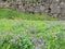 Iceland Pingvellir National Park flowers 2017