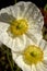 Iceland poppies in full bloom on a warm winter`s day.