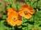 Iceland Poppy `Champagne Bubbles`