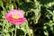 Iceland Poppy pink