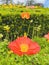 Iceland poppy. Red wild poppy as a garden embellishment.