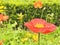 Iceland poppy. Red wild poppy as a park embellishment.