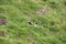 Iceland-Puffin on a rocky slope on the Vestmannaeyjar- Westman Islands