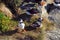 Iceland Puffins