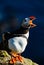 Iceland puffins relaxing on a cliff