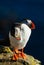 Iceland puffins relaxing on a cliff