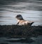 Iceland seals in the water. Relax on the seaweed. Rocks, animals in the habitat of nature Along the North Sea coast