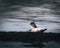 Iceland seals in the water. Relax on the seaweed. Rocks, animals in the habitat of nature Along the North Sea coast