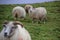 Iceland sheep