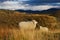 Iceland sheep