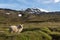 Iceland sheep grazing in the green summer meadow.