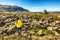 Iceland travel - woman walking hiking on lava fields in Iceland covered in moss - amazing nature landscape. Summer