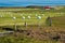 Iceland, west fjords, green landscape and typical bales of hay