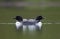 Icelandic beauties, ice scuba bird