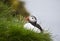 Icelandic beauties, red-beaked bird, beautifull