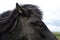 Icelandic black and grey horse head close up