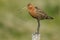 Icelandic Black-tailed Godwits (Limosa Islandica)