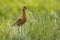 Icelandic Black-tailed Godwits (Limosa Islandica)