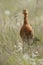 Icelandic Black-tailed Godwits (Limosa Islandica)