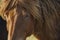 Icelandic brown horse close-up