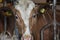 icelandic cattle in a barn