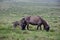 Icelandic dun mare with her cute foal at rainy weather