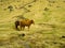 Icelandic Farm Horses