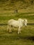 Icelandic Farm Horses