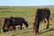 Icelandic Farm horses