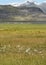 Icelandic fjord,Berufjordur, with cotton grass and a flock of sh