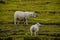 Icelandic free running sheep and beautiful Icelandic landscape with green grass and moos, Iceland