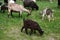 Icelandic goat with goat babies graze on the open meadows