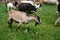 Icelandic goat with goat babies graze on the open meadows