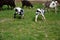 Icelandic goat with goat babies graze on the open meadows