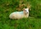 Icelandic goat on the grass field with painted blue mark