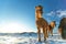 Icelandic herd of horses in winter landscape.