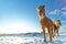 Icelandic herd of horses in winter landscape.