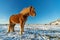 Icelandic herd of horses in winter landscape.