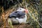 Icelandic Horned Puffin
