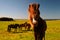 Icelandic horse