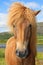 Icelandic horse