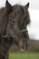 Icelandic Horse