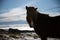 Icelandic Horse