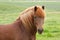 Icelandic Horse