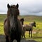 Icelandic horse