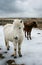 Icelandic horse